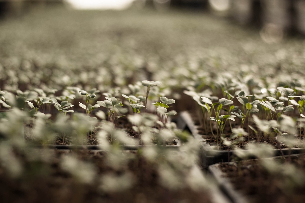 What is Regenerative Agriculture?